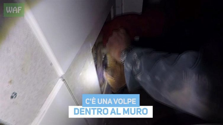 Ma non si diceva furbo come una volpe?