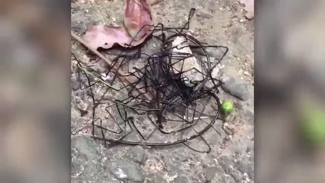 Trovata misteriosa creatura aliena a Taiwan