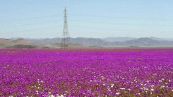 Cile, il deserto più arido del mondo si tinge di fiori viola