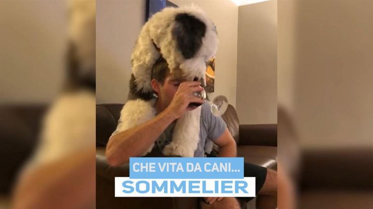 Ma non si diceva: vita da cani?!