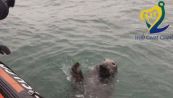 La foca saluta gli uomini della guardia costiera