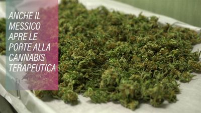 Anche in Messico è ora legale la marijuana medica
