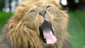 La sfida dello zoo: guarda il video e prova a non sbadigliare