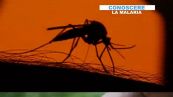 Malaria: che cos'é, come si contrae e come si affrontasalute,