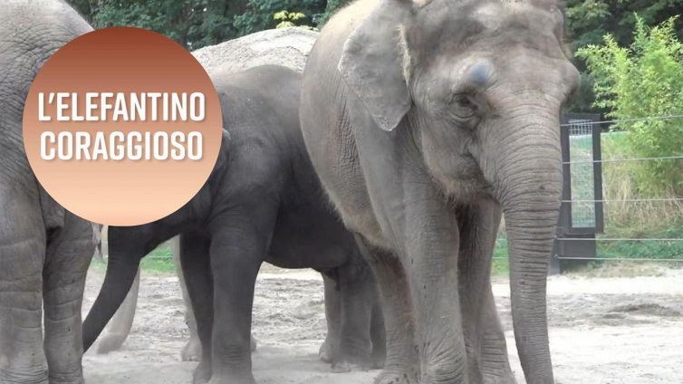 Un simpatico elefantino salvato al suo destino