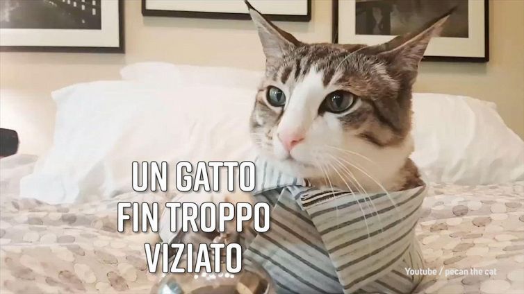 Quando il gatto addomestica il padrone