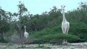 Scoperte in Kenya le giraffe bianche