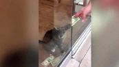 Il gatto che 'ruba' ai ricchi per aiutare i senza tetto