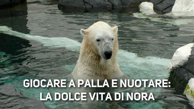 Nora, adorabile orsetta polare alle prese con l'acqua