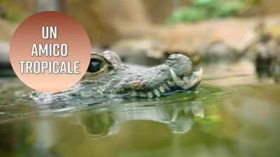 Il coccodrillo (nano) come fa?