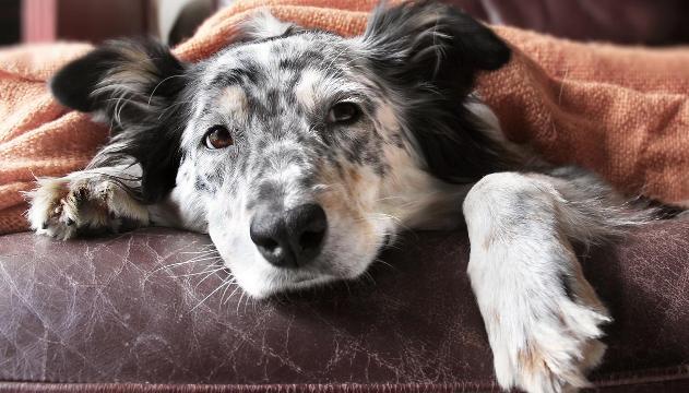 La scoperta. Anche Fido si annoia