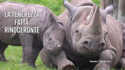 La tenerezza può avere le corna?