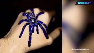 Sarà vero questo incredibile ragno blu?