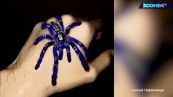 Sarà vero questo incredibile ragno blu?