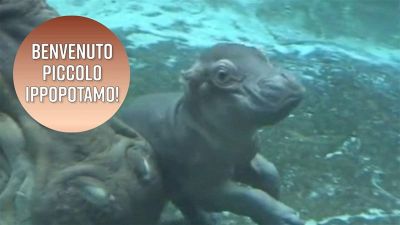 Baby ippopotamo allo Zoo di San Diego