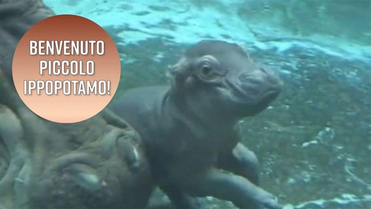 Baby ippopotamo allo Zoo di San Diego