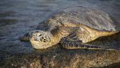 Spagna, trovata una tartaruga da 700 kg