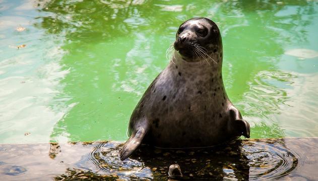 La foca arresta il ladro e aspetta l'arrivo della polizia