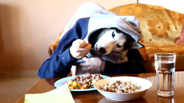 Il lupo di Cappuccetto Rosso? Ecco l'husky che mangia a tavola