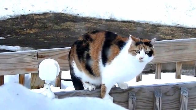 La gatta sfida la neve. E i chili di troppo
