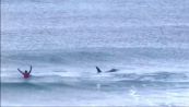 Paura in acqua: arrivano le orche, surfisti in fuga e gara sospesa