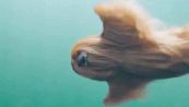 L'animale misterioso che nuota indisturbato