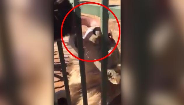 Accarezza leone in gabbia: morso alla mano