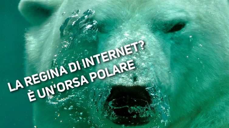 Nora, la star del web (e dello zoo) è lei