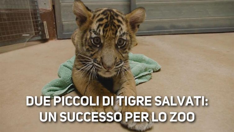 Cuccioli di tigre... alla riscossa!