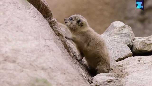 Ecco a voi l'irace: un animale... biblico