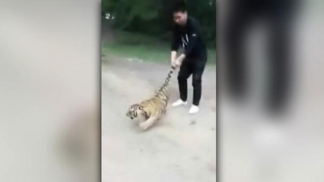 Come prendere la tigre per la coda
