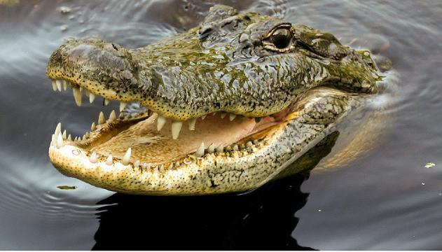Londra, c'è un coccodrillo nel Tamigi