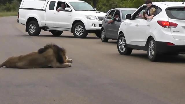 Bambini scattano foto: la reazione del leone è da brividi