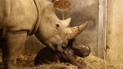 Zoo di Copenaghen: nato un rinoceronte bianco