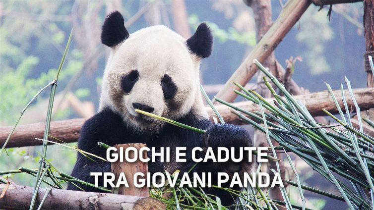 Panda allo zoo: quanti scivoli!
