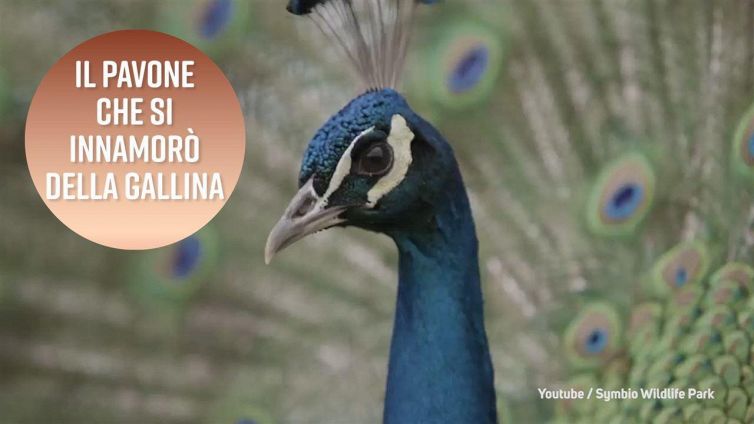 Pavoni e galline: no, non stiamo parlando di celebrità!