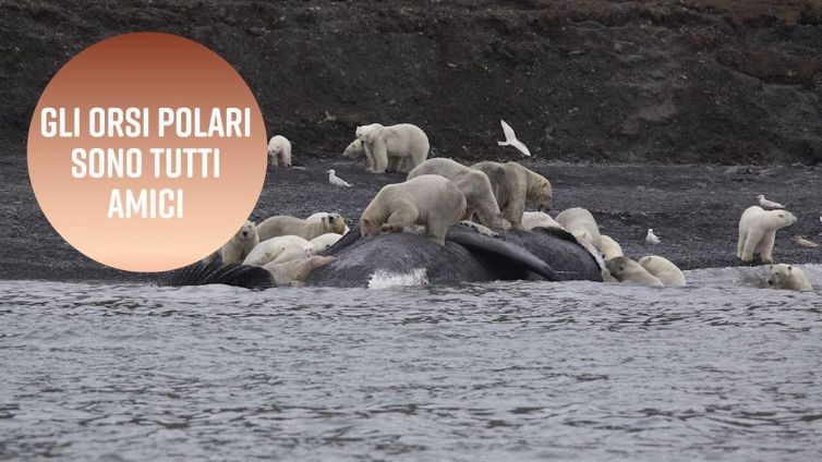 Come mettere d'accordo centinaia di orsi polari
