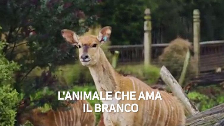 Alla scoperta del nyala