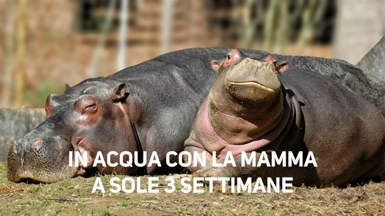 La prima volta in acqua per un piccolo ippopotamo