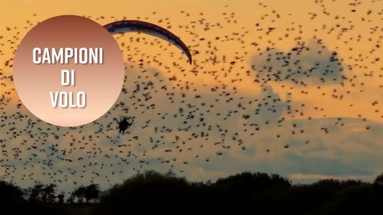 Il 'sole nero': migrando verso sud