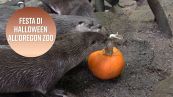 Sicuri che gli animali non festeggino Halloween?