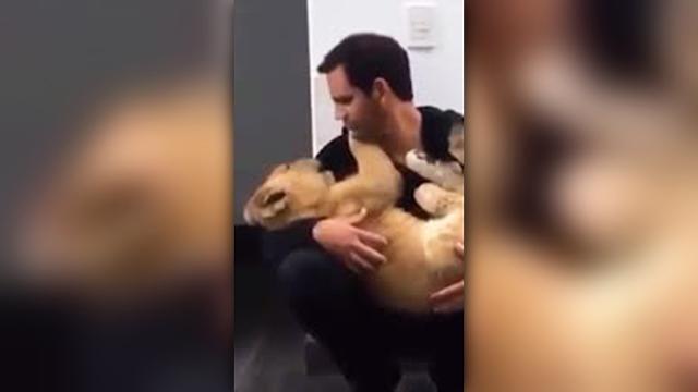 Il bacio del leoncino conquista il web