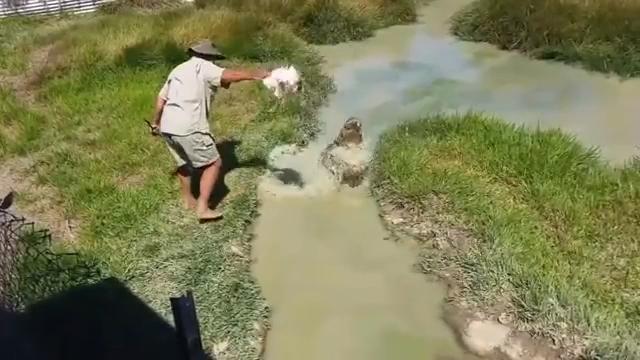Il ranger stuzzica il coccodrillo: quello che succede è incredibile