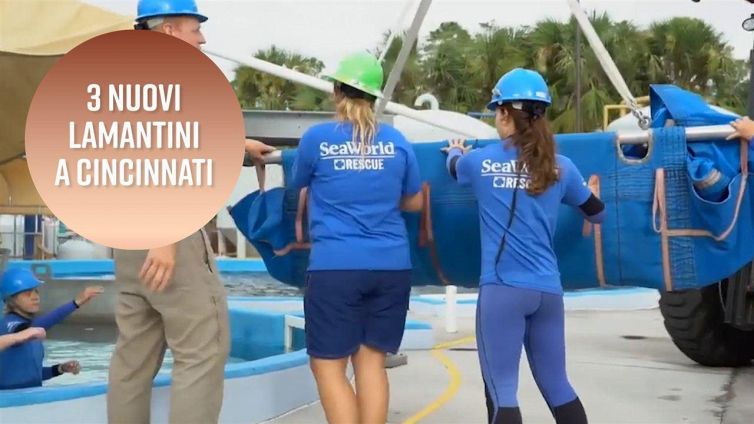 I lamantini volanti di Cincinnati