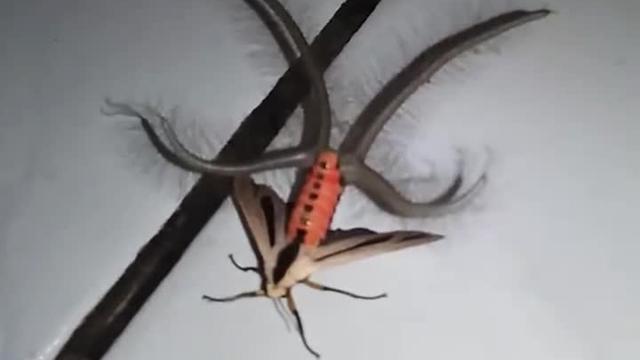 L'insetto mai visto. Mutazione genetica o creatura aliena?