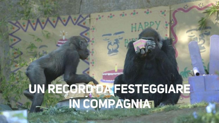 Auguri alla seconda gorilla più anziana del mondo