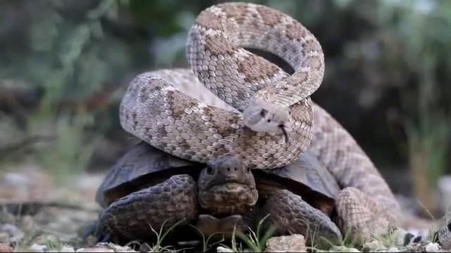 Tartaruga e serpente: accade l'incredibile