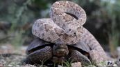 La coppia che non ti aspetti: la tartaruga dà un passaggio al serpente
