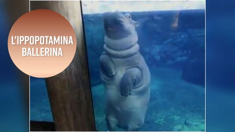 L'ippodanza di Fiona: a tocco leggero nell'acqua