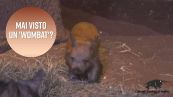 Alla scoperta del 'wombat' australiano
